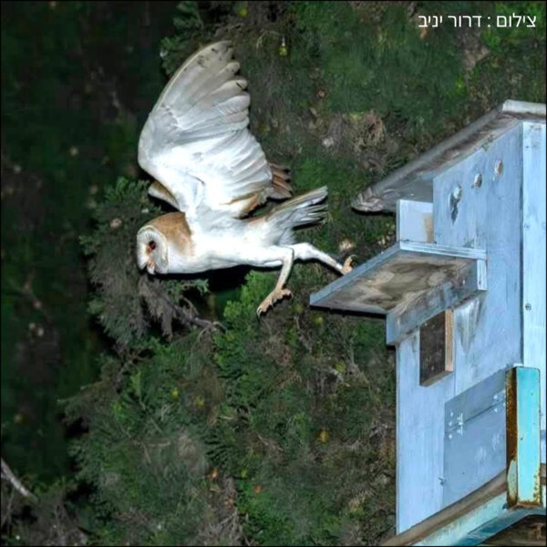 תיבת קינון - תנשמת